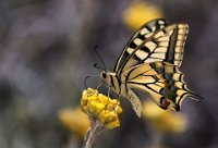 375 - PAPILIO MACHAON - EVIRGEN MUSTAFA - cyprus